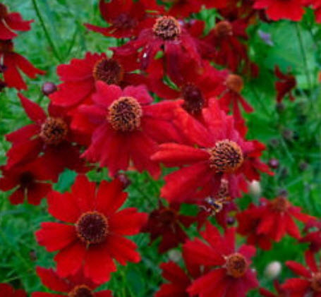 ดอกไม้ไหว (Coreopsi) สีแดง พันธุ์เตี้ย / 750 เม็ด (UK)