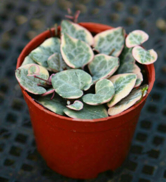 สายป่านดวงใจ (String of Hearts) คละแบบ / 100 เม็ด (China) มีเงื่อนไข