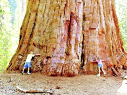 สนโคสต์ เรดวูด (Coast Redwood / S. sempervirens) / 10 เม็ด (USA)