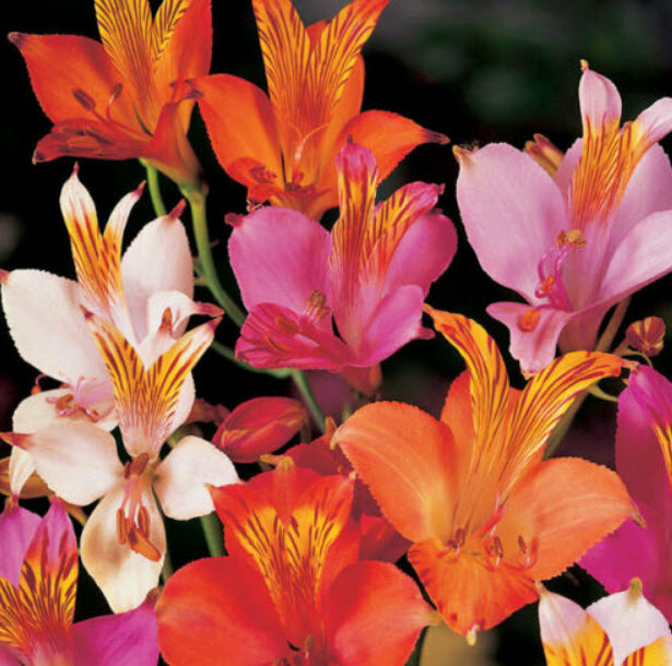 อัลสโตรมีเรีย (Alstroemeria - Ligtu Hybrids) / 20 เม็ด (UK)