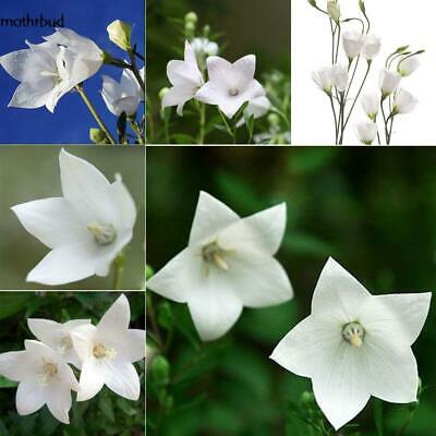 บอลลูน (Balloon flower) สีขาว / 25 เม็ด