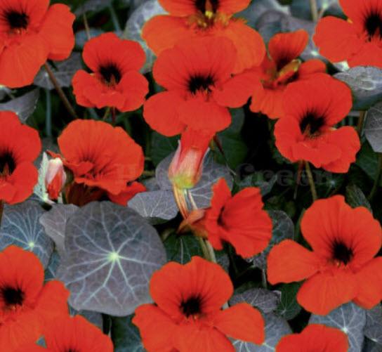 แนสเตอเตียม ทอม ธั้มบ์ (Nasturtium - Tom Thumb - Empress of India) / 120 เม็ด (UK)