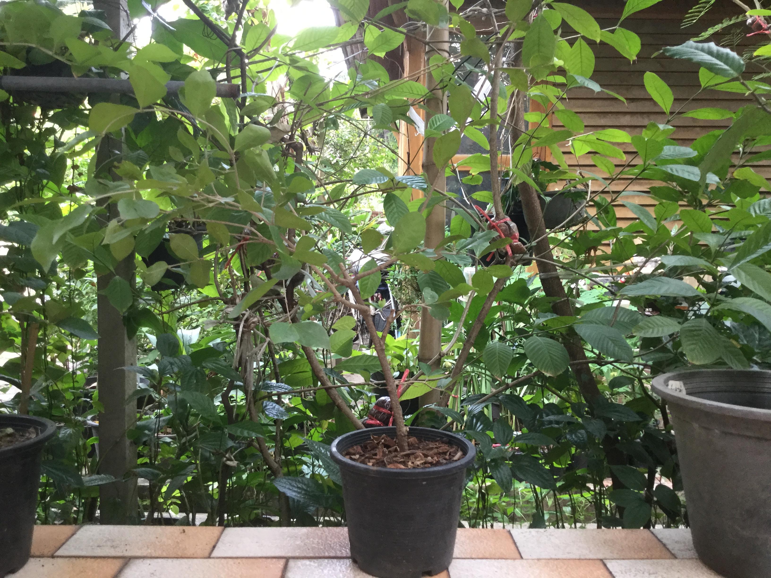 ต้นเชอรี่สเปน หรือมะยมแดง (Surinam cherry) ขนาดเล็ก