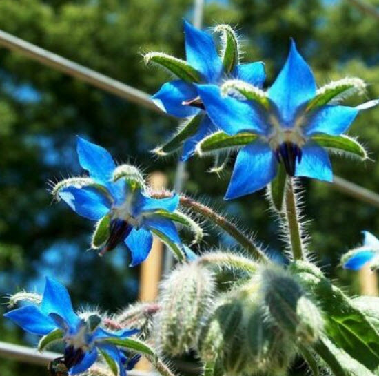 โบราจ (Borage) / ซอง 30 เม็ด (D024)