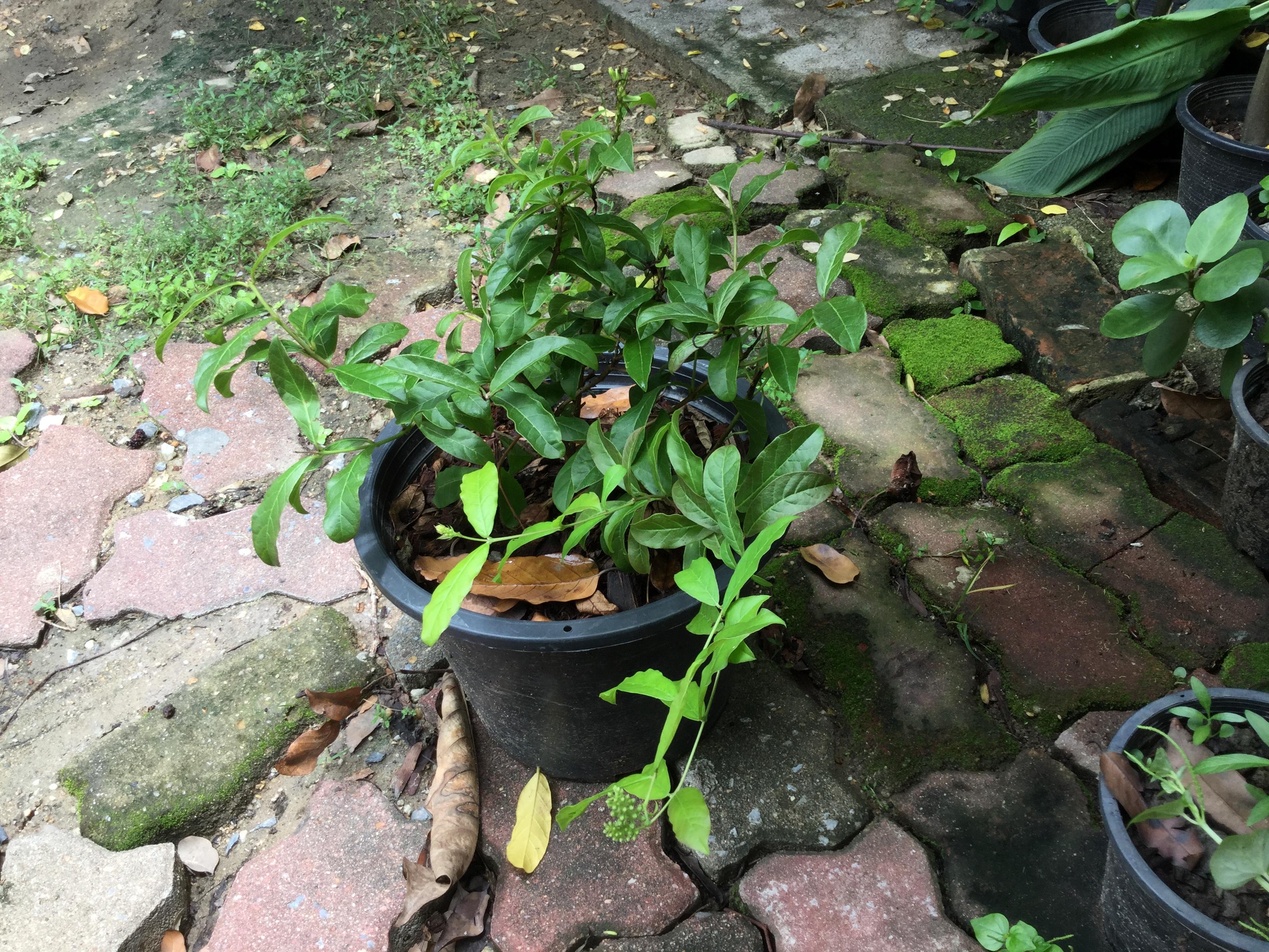 ต้นเงาะงาม หรือพู่อมร กระถาง 8 นิ้ว สูง 30-50 ซ.ม. / ต้น