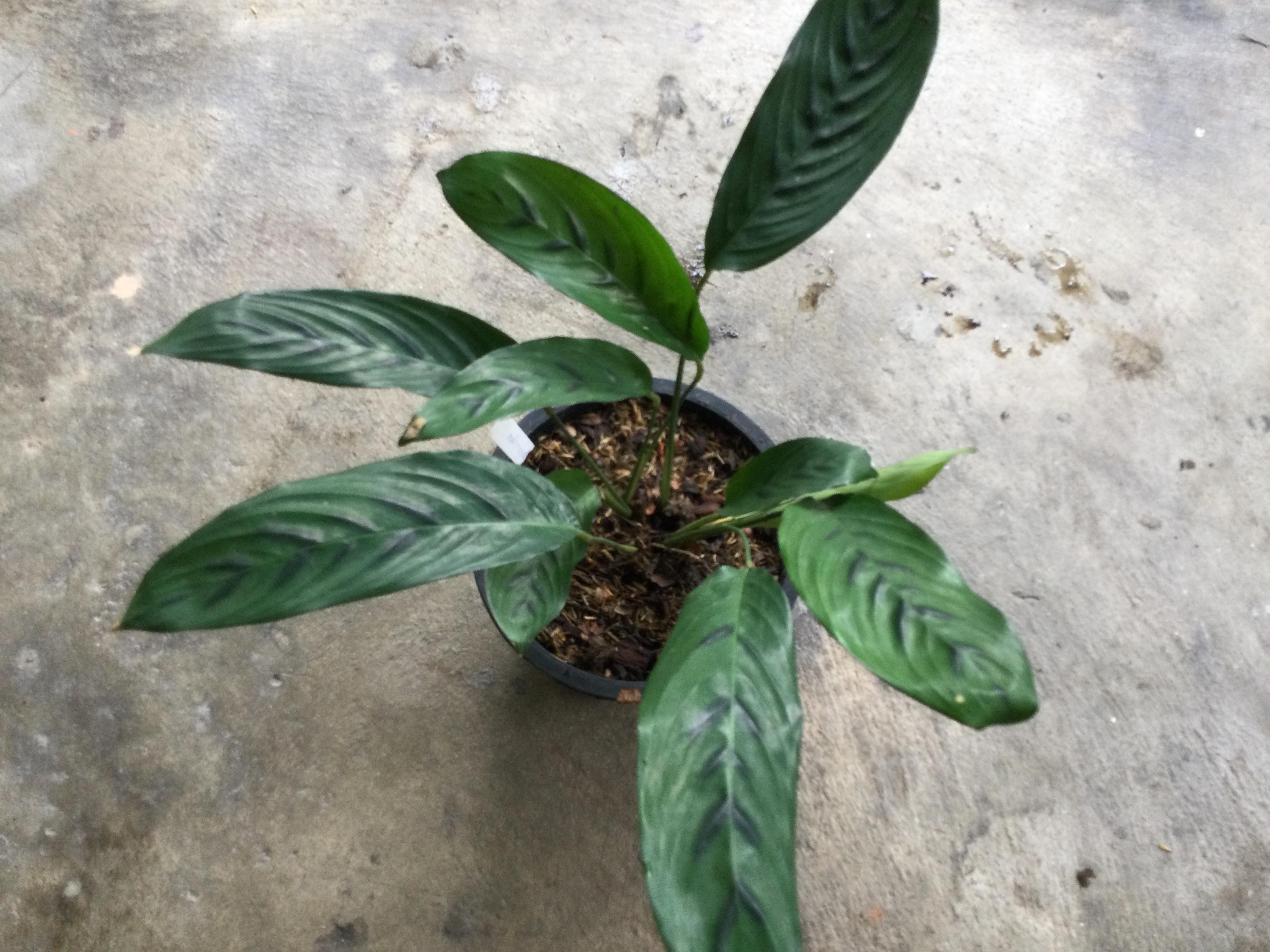 ต้นคล้ากาหว่า กระถาง 8 นิ้ว