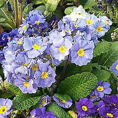 พริมโรส (Primrose) คละ / 100 เม็ด