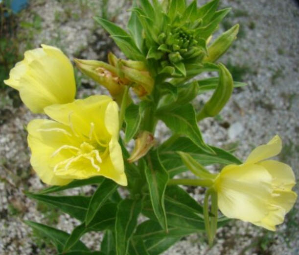 คอมม่อน พริมโรส (Common Primrose) / 20,000 เม็ด (Germany)