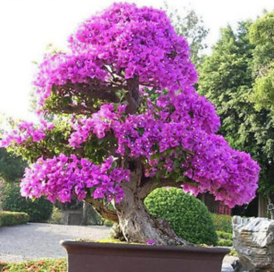 เฟื่องฟ้า (Bougainvillea) คละสี / 100 เม็ด (China)