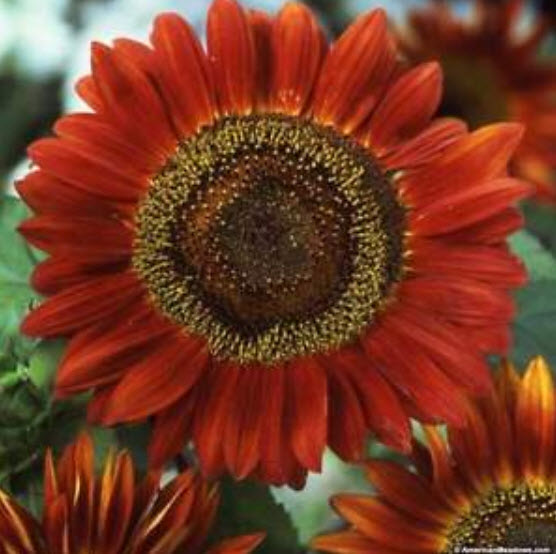 ทานตะวัน เรด ซัน (Red Sun Sunflower) สีแดงสด / 50 เม็ด (UK)