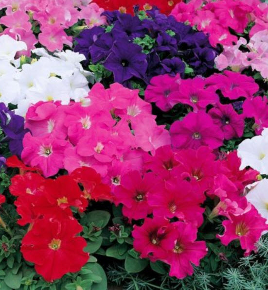 พิทูเนีย ดอกใหญ่ (Petunia F1) คละ / 300 เม็ด (Ukraine)
