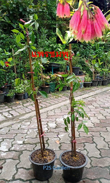ต้นแพรชมพู กระถาง 8 นิ้ว เถายาว 100 ซ.ม. ขึ้นไป / ต้น