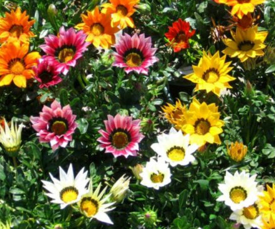 กาซาเนีย - ซันชายน์ (Gazenia - Sunshine) พันธุ์ดอกใหญ่ คละ / 110 เม็ด (UK)