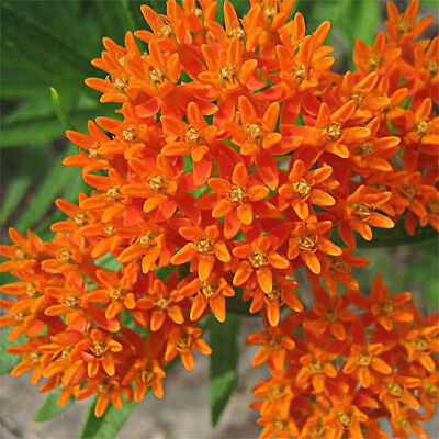 มิลค์หวีด (Milkweed) สีส้ม-เหลือง / 100 เม็ด