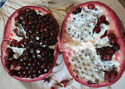 ทับทิม รูบี้ เรด (Ruby Red) ผลใหญ่ / 5 เม็ด (UK)