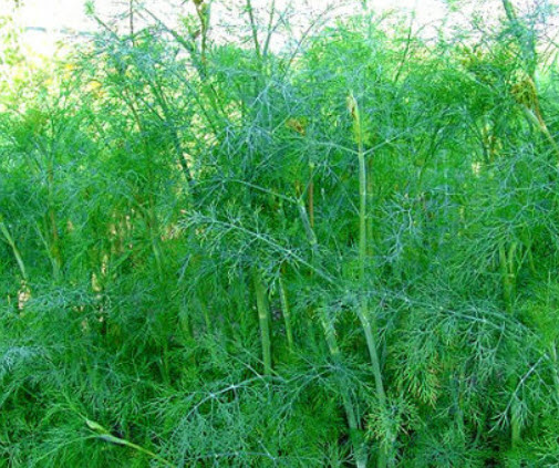 ผักชีลาว (Dill / Anethum graveolens) / 6,000 เม็ด (UK)