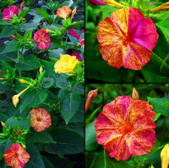 บานเย็น (Marvel of Peru) คละสี / 45 เม็ด (UK)