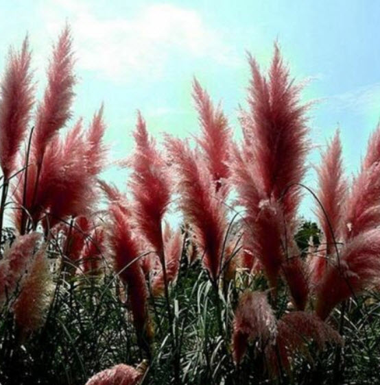หญ้าภูเขา (Pampas grass) สีแดง / 400 เม็ด