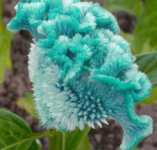 หงอนไก่ สีฟ้า (Blue Cockscomb) / 50 เม็ด (นอก)