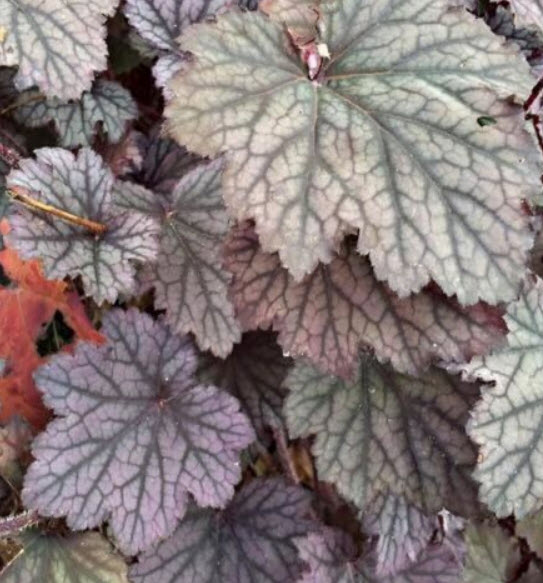 ฮิวเชอร่า (Heuchera Metallica - Heuchera americana) / 50 เม็ด (Australia)