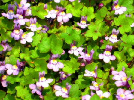 เคนิลเวิร์ธ ไอวี่ (Kenilworth ivy) / 200 เม็ด (UK)