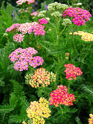 ยาโรว์ Summer Pastel คละ / 3,000 เม็ด (UK)*