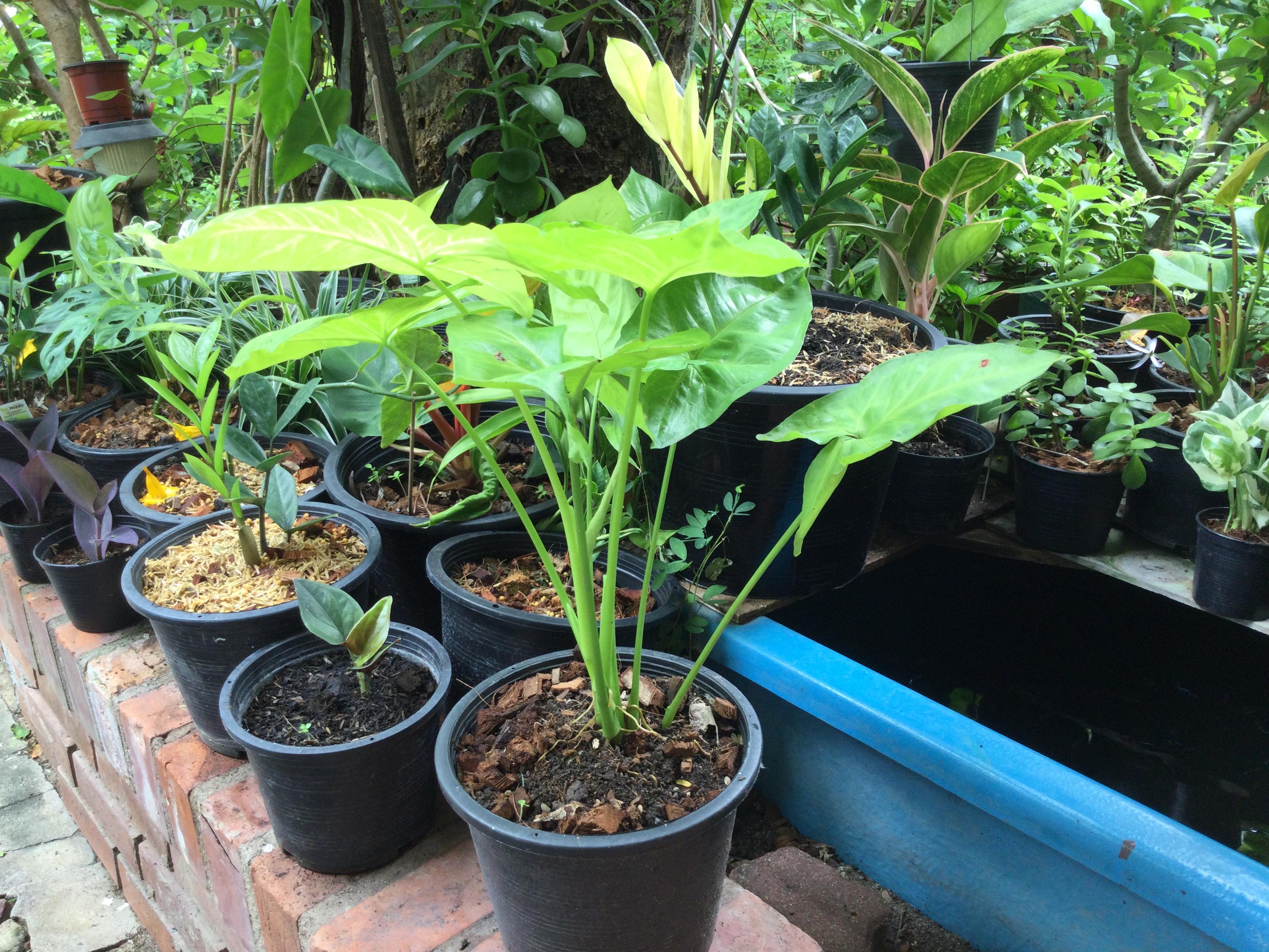 ต้นออมทอง กระถาง 10 นิ้ว (XL)