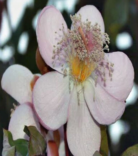 ลิปสติก (Lipstick Vine) / 5 เม็ด (Australia)