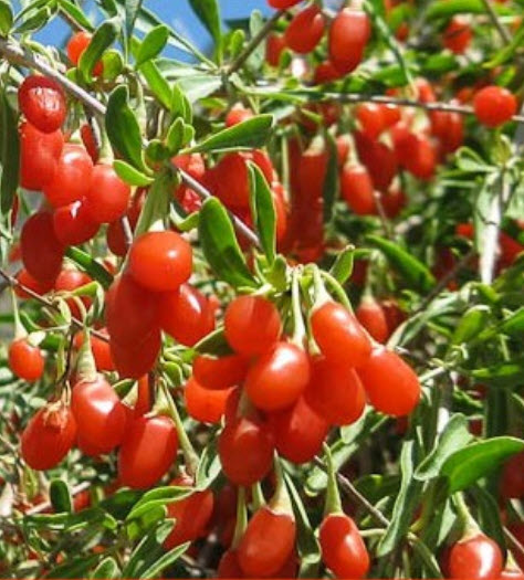 โกจิเบอรี่ (Barbary Wolfberry) หรือเก๋ากี้ / ซอง 50 เม็ด (China)