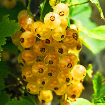 โทงเทงจีน / เคป กู๊สเบอรี่ คละสีแดง-ดำ / 50 เม็ด (China)