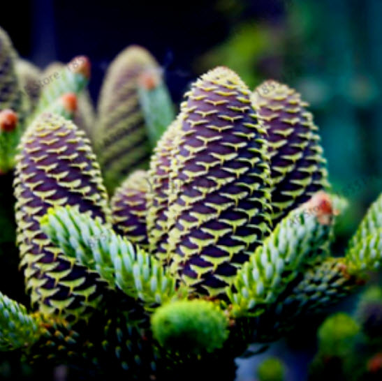 สนเกาหลี (Abies Koreana) คละสี / 100 เม็ด