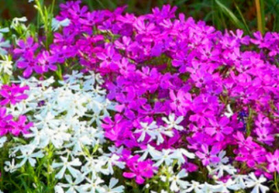 เมาน์เท่น ฟล็อกซ์ (Mountain Phlox) คละ / 100 เม็ด
