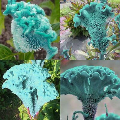 หงอนไก่ สีฟ้า (Blue Cockscomb) / 50 เม็ด (นอก)