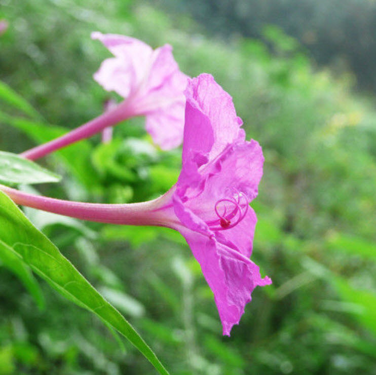 บานเย็น สีม่วง-บานเย็น / ซอง 20 เม็ด (A105)