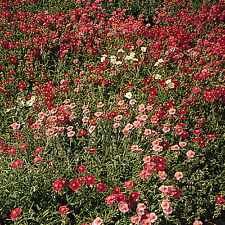 ร็อคโรส (Rock Rose) คละ / 300 เม็ด (UK)