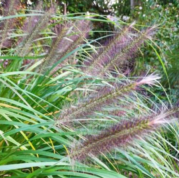หญ้าน้ำพุจีน (Chinese Fountain Grass) / 500 เม็ด (France)