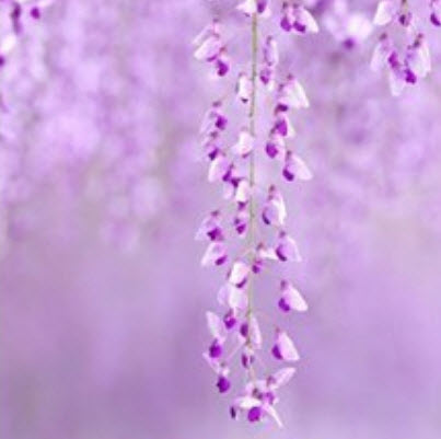 วิสเทอเรีย (Wisteria) คละสี / 12 เม็ด