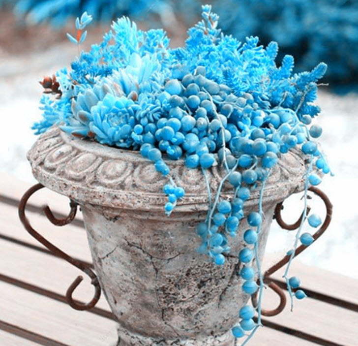 เพิร์ล คลอโรฟีทัม (Pearl Chlorophytum) สีฟ้า / 200 เม็ด