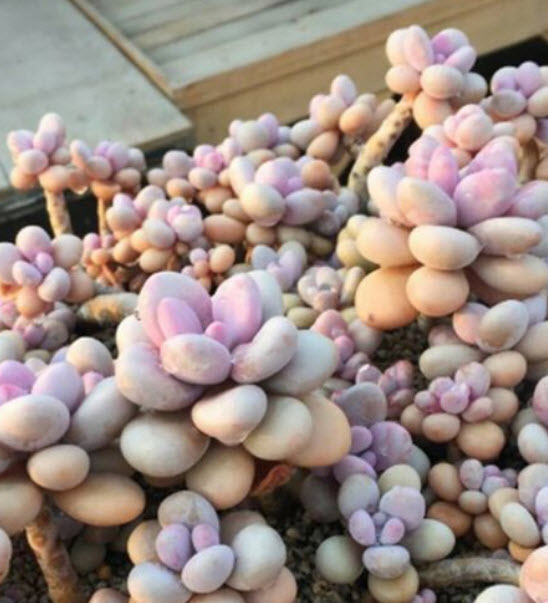 ไลท็อปส์ (Lithops) / 100 เม็ด