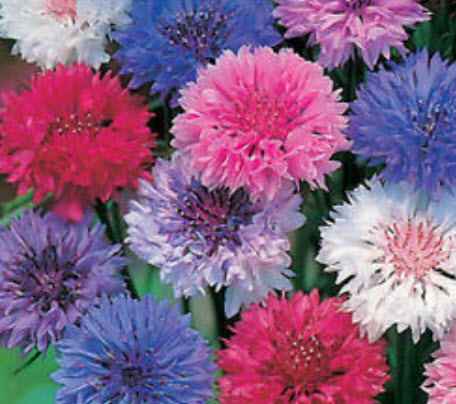 คอร์นฟลาวเวอร์ (Cornflower) คละสี / 1,000 เม็ด*