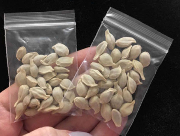 ส้มสะดือ วอชิงตัน (Washington Navel Orange) / 10 เม็ด (China)