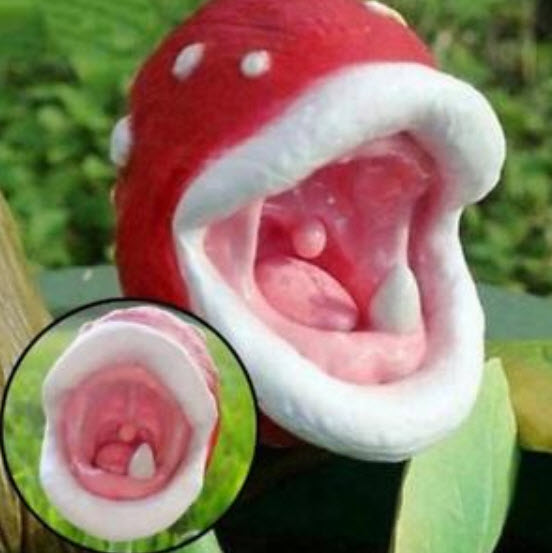 พืชกินแมลง โปเกมอน / 100 เม็ด (นอก)