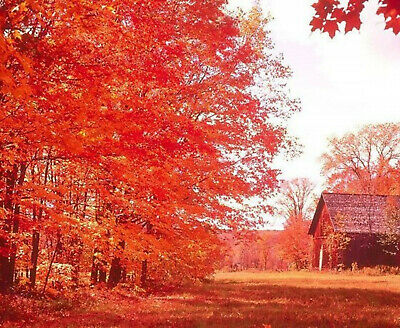เมเปิ้ลญี่ปุ่นแดง (Japanese Red Maple tree) / 50 เม็ด
