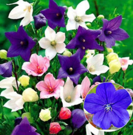 บอลลูน ฟลาวเวอร์ (Balloon Flower) / 100 เม็ด (UK)