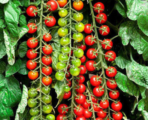 มะเขือเทศเชอรี่-สวีท มิลเลี่ยน เอฟวัน (Tomato - F1 Sweet Million) / 15 เม็ด (UK)