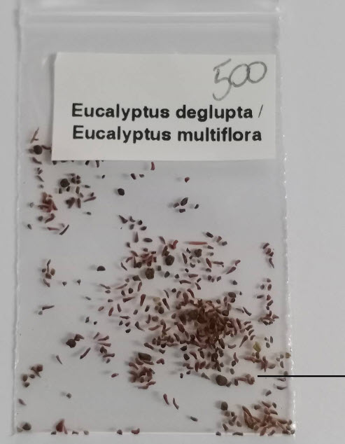 ยูคาลิปตัสแฟนซี (Rainbow Eucalyptus) / 500 เม็ด (Portugal)