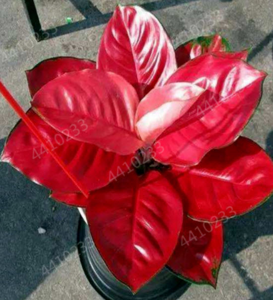 สาวน้อยประแป้ง (Dieffenbachia) คละ / 50 เม็ด