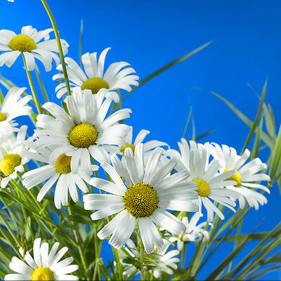 โรมัน คาโมมายล์ (Roman Chamomile) / 500 เม็ด