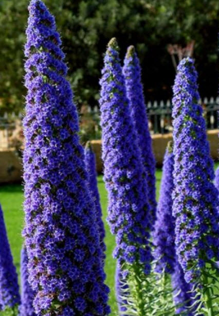 เอเชี่ยม แคนดิแกนส์ (Echium candicans / fastuosum) สีฟ้า / 10 เม็ด (France)