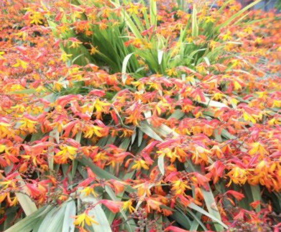 โครคอสเมียร์ หรือไอริชสีส้ม (Crocosmia) / 25 เม็ด (UK)